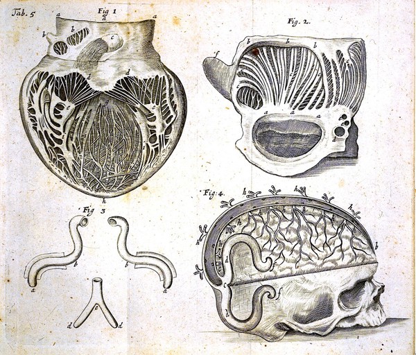 Tractatus de corde. Item de motu & colore sanguinis et chyli in eum transitu ... / [Richard Lower].
