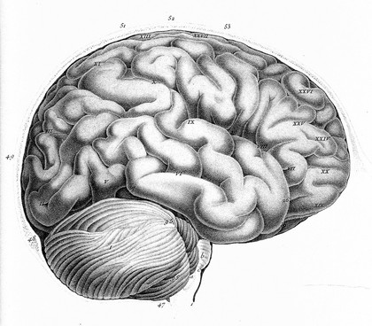 Anatomie et physiologie du système nerveux en général, et du cerveau en particulier, avec des observations sur la possibilité de reconnoître plusieurs dispositions intellectuelles et morales de l'homme et des animaux par la configuration de leurs têtes / Par F. J. Gall et G. Spurzheim.