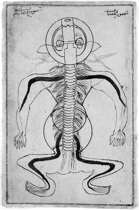 Nerves of the human body. Watercolour painting by a Persian artist.