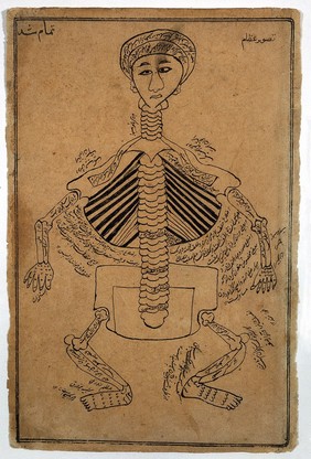 Bones of the human body. Watercolour drawing by a Persian artist.
