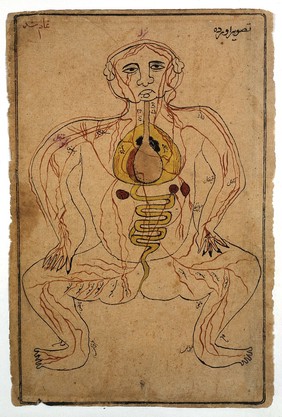 The viscera and the venous system. Watercolour painting by a Persian artist.