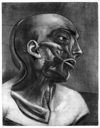 Muscles of the right side of the head and neck. Colour mezzotint by J. F. Gautier d'Agoty after himself, 1745-1746.
