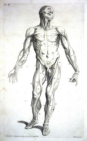 view Male ecorche figure; by J.Tinney