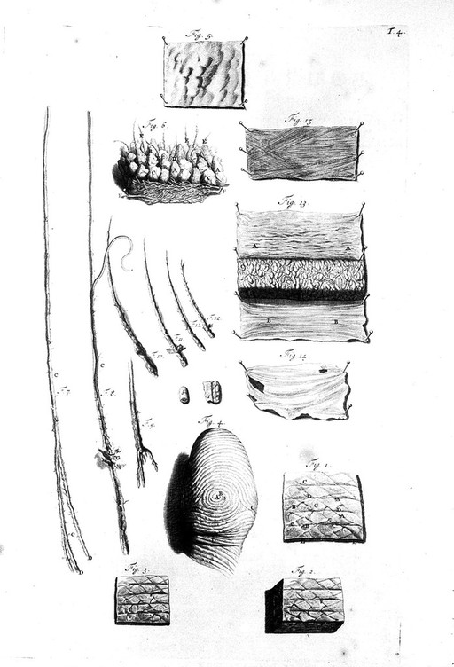 Follicle