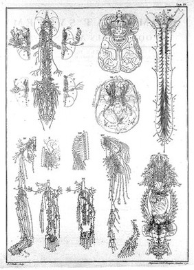 Compleat system of the blood-vessels and nerves / taken from Albinus's edition of Eustachius, also from Ruysch, Vieussens, Du Verney, Haller, Trew, and J.B. Surgeon at Avignon; with tables of explanation, containing the text of Eustachius, Albinus, etc. Translated into English. To which are prefixed three whole-length anatomical figures, representing the external parts of the human body in both sexes.