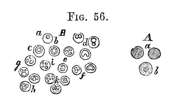 Cellular pathology : as based upon physiological and pathological histology twenty lectures delivered in the Pathological Institute of Berlin during the months of February, March, and April, 1858 / by Rudolf Virchow ; translated from the second edition of the original by Frank Chance ; with notes and numerous emendations, principally from ms. notes of the author.