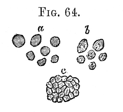 Cellular pathology : as based upon physiological and pathological histology twenty lectures delivered in the Pathological Institute of Berlin during the months of February, March, and April, 1858 / by Rudolf Virchow ; translated from the second edition of the original by Frank Chance ; with notes and numerous emendations, principally from ms. notes of the author.