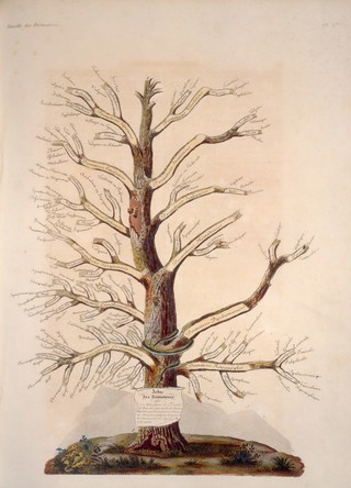 Clinique de l'Hôpital Saint-Louis, ou traité complet des maladies de la peau. Contenant la description de ces maladies et leurs meilleurs modes de traitement / [Jean-Louis-Marie Alibert].