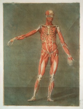Cours complet d'anatomie, peint et gravé en couleurs naturelles / par A.E. Gautier d'Agoty ... et expliqué par M. Jadelot. Pt.1.