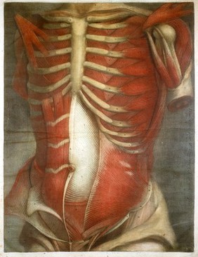 J.F. Gautier D'Agoty, Anatomie generale des
