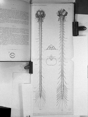 Über die Blutgefässe des menschlichen Rückenmarkes : Nach einer im XV. Bande der Math. Naturw. Classe der Akademie der Wissenschaften in Krakau erschienenen Monographie, aus dem Polnischen übers / [Henryk Kadyi].