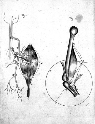 De ratione motus musculorum ... / [Anon].