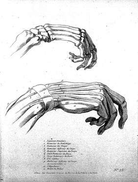 Etudes d'anatomie à l'usage des peintres / Par Charle [sic] Monnet peintre du roi gravé [sic] par Demarteau graveur du roi.