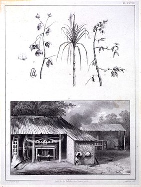 Voyage à Surinam. Description des possessions néerlandaises dans la Guyane / Par P.J. Benoit. Cent dessins pris sur nature par l'auteur, lithographiés par Madou et Lauters.