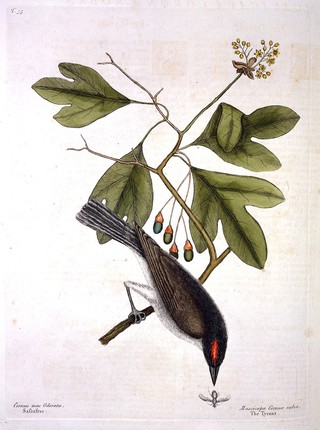 The natural history of Carolina, Florida and the Bahama Islands: containing the figures of birds, beasts, fishes, serpents, insects, and plants: particularly the forest-trees, shrubs, and other plants, not hitherto described, or very incorrectly figured by authors. Together with their descriptions in English and French. To which are added observations on the air, soil, and waters: with remarks upon agriculture, grain, pulse, roots, &c. To the whole, is prefixed a new and correct map of the countries treated of / By Mark Catesby ... Histoire naturelle de la Caroline, la Floride, & les Isles Bahama: contenant les desseins des oiseaux, animaux, poissons, serpents, insectes, & plantes. Et en particulier, des arbres des forets, arbrisseaux, & autres plantes, qui n'ont point été decrits, jusques à present par les auteurs, ou peu exactement dessinés. Avec leur descriptions en françois & en anglois. A quoi on a adjouté, des observations sur l'air, le sol, & les eaux, avec des remarques sur l'agriculture, les grains, les legumes, les racines, &c. Le tout est precedé d'une carte nouvelle & exacte des païs dont il s'agist.