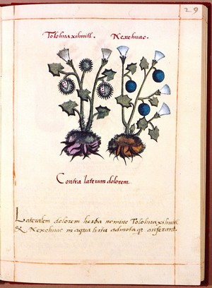 view Badianus Codex, (facsimile), 16th century: species of Datura