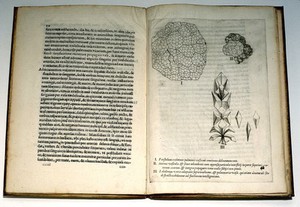 view M. Malpighi, "De pulmonibus..."