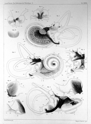 Das Gehörorgan der Wirbelthiere : morphologisch-histologische Studien / von Gustaf Retzius.