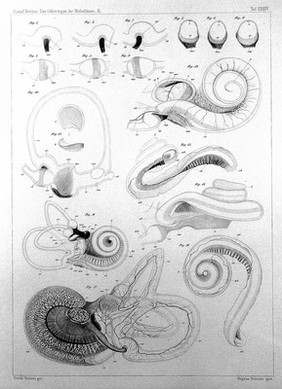 Das Gehörorgan der Wirbelthiere : morphologisch-histologische Studien / von Gustaf Retzius.