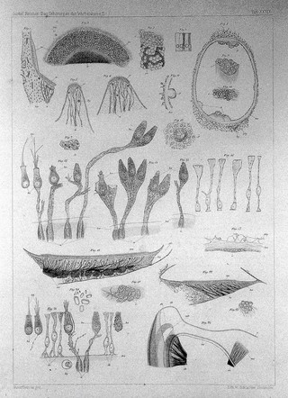 Das Gehörorgan der Wirbelthiere : morphologisch-histologische Studien / von Gustaf Retzius.