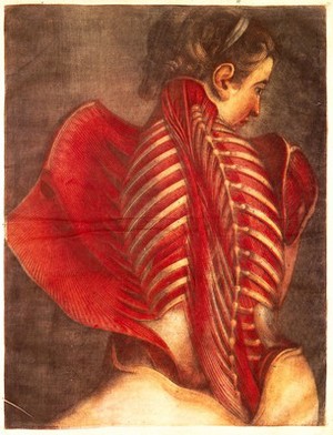 view Gautier d'Agoty, mezzotint ecorche female torso, back, 1746