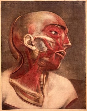 Anatomie de la tête, en tableaux imprimés, qui representent au naturel le cerveau sous différentes coupes, la distribution des vaisseaux ... les organes des sens, et une partie de la névrologie, d'après les pièces disséquées et préparées / par Duverney.