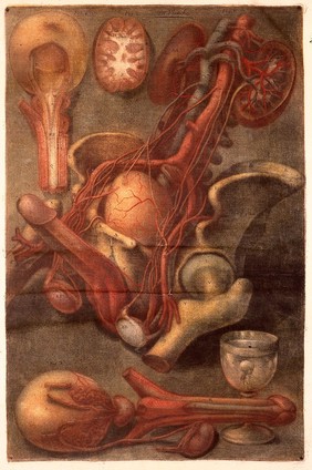 Myologie complette en couleur et grandeur naturelle, composée de l'Essai et de la Suite de l'Essai d'anatomie, en tableux imprimés [d'après les parties disséquées et préparées / par M. Duverney.