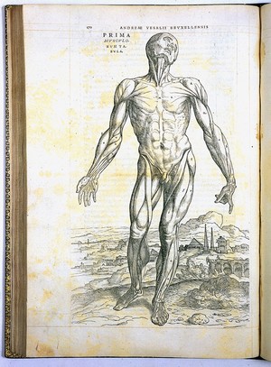 view A. Vesalius, De humani corporis fabrica,