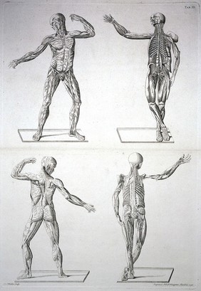 Anatomy of nerves: four figures (two above anterior, two below posterior). Engraving by J.S. Muller after B. Eustachius, 1750.