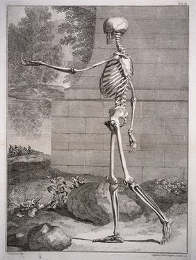 A standing skeleton, side view, with left arm extended. Engraving by S.F. Ravenet, after B.S. Albinus, 1747.