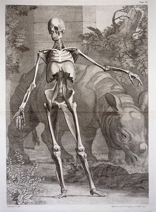 An écorché figure, front view, with left arm extended, showing the bones and the fourth order of muscles, with a grazing rhinoceros seen in the background. Engraving by C. Grignion after B.S. Albinus, 1747.