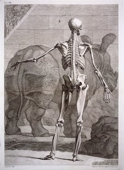 An écorché figure, back view, with left arm extended, showing the bones and the muscles, with a rhinoceros in the background. Engraving by C. Grignion after B.S. Albinus, 1748.