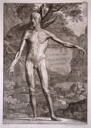 An écorché figure, front view, with left arm extended, showing the outermost layers of the muscles. Engraving by G. Scotin after B.S. Albinus, 1747.
