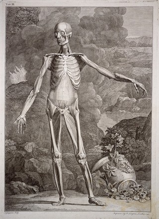 An écorché figure, front view, with left arm extended, showing the deep muscles and the bones. Engraving by C. Grignion after B.S. Albinus, 1747.