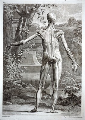 An écorché figure, back view, with left arm extended, showing the bones and the muscles, with a tomb and a hilly landscape in the background. Engraving by C. Grignion after B.S. Albinus, 1748.