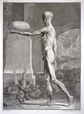 An écorché figure, side view, with left arm extended, showing the bones and the muscles, with a tomb and an arch in the background. Engraving by L.P. Boitard after B.S. Albinus, 1748.