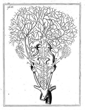 Traité de la cephalatomie, ou description anatomique des parties que la tête renferme / ... Par J. B ***.