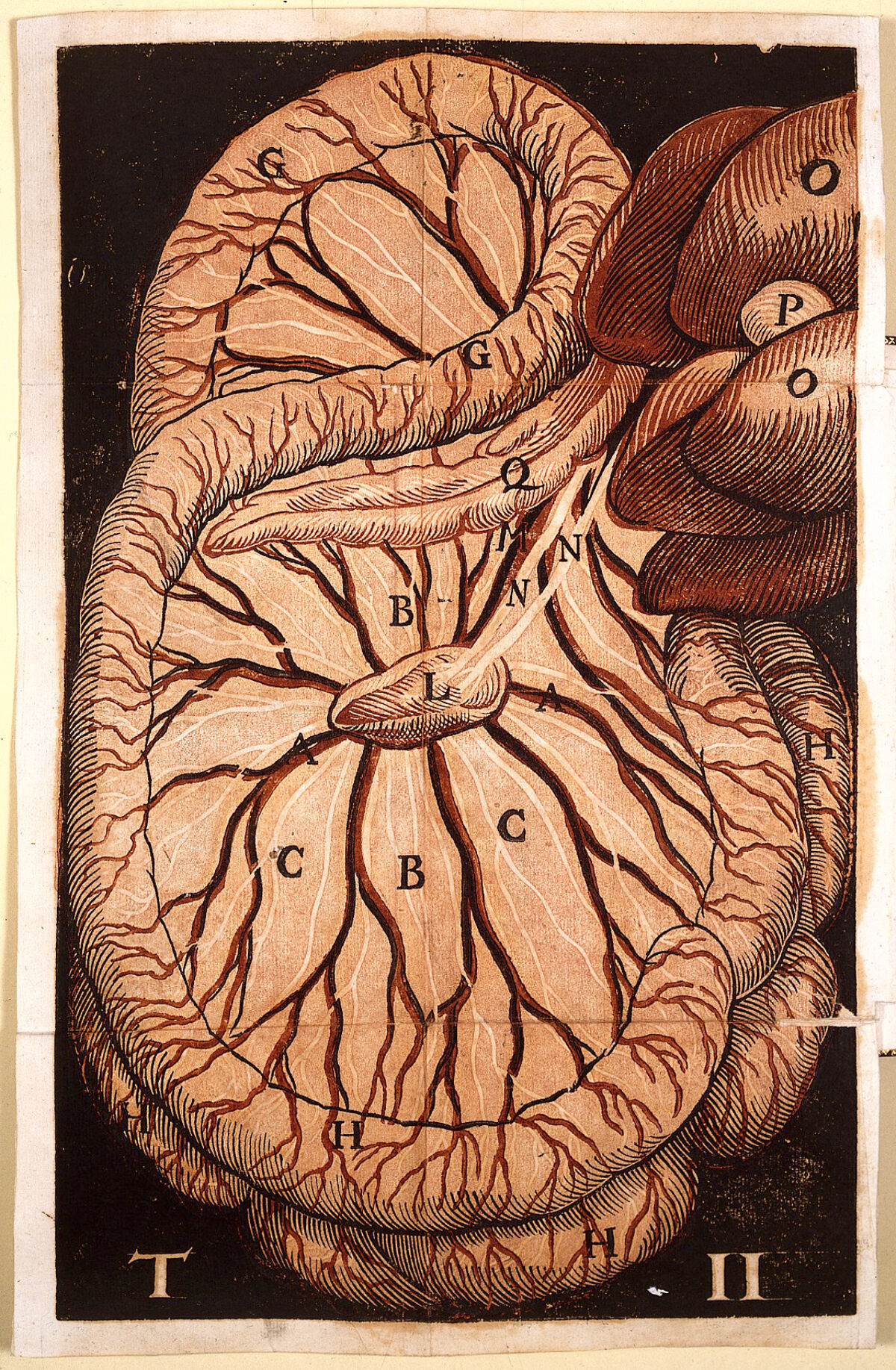 Gaspare Asellius, De… Collection