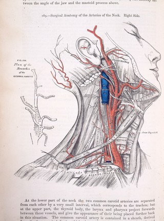 Anatomy, descriptive and surgical / by Henry Gray ; the drawings by H.V. Carter ; the dissections jointly by the author and Dr.Carter.