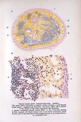 E. A. Schaffer, Text-book of microscopic anatomy