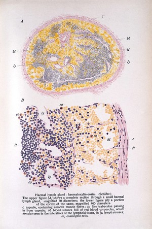 view E. A. Schaffer, Text-book of microscopic anatomy