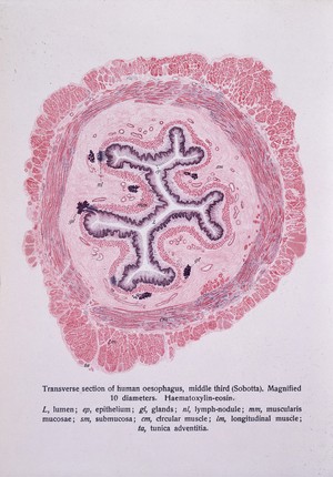 view Human oesophagus; A.E. Schaffer
