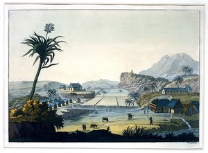 view Jamaica: a sugar plantation. Coloured aquatint by P. Fumagalli, ca. 1821.