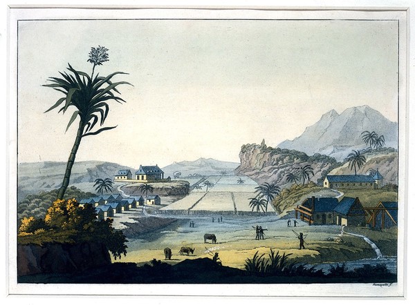 Jamaica: a sugar plantation. Coloured aquatint by P. Fumagalli, ca. 1821.