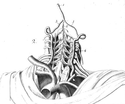 Icones anatomicae / [Conrad Johann Martin Langenbeck].