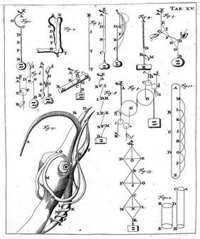 De motu animalium. Pars prima [-secunda] / [Giovanni Alfonso Borelli].