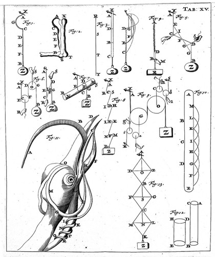 De motu animalium. Pars prima [-secunda] / [Giovanni Alfonso Borelli].