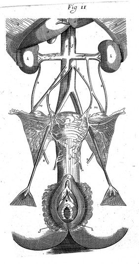 The diseases of women with child, and in child-bed: as also the best means of helping them in natural and unnatural labors. With fit remedies for the several indispositions of new-born babes. Illustrated with divers fair figures, newly and very correctly engraven in copper. A work very much more perfect than any yet extant in English: very necessary for chirurgeons and midwives practising this art / Written in French by Francis Mauriceau. Translated by Hugh Chamberlen ... By whom this second ed. it [sic] reviewed, corrected, and enlarged, with the addition of the author's anatomy.