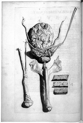 Anatomia humani corporis, 105 tabulis / per ... G. de Lairesse ... delineatis, demonstrata.