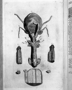 The anatomy of humane bodies, with figures drawn after the life ... by some of the best masters in Europe ... and curiously engraven in one hundred and fourteen copper plates, illustrated with large explications, containing many new anatomical discoveries, and chirurgical observations. To which is added an introduction explaining the animal oeconomy. With a copious index / By William Cowper.